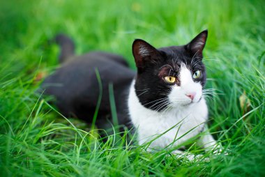 sevimli siyah kedi yeşil çim çim üzerinde yalan