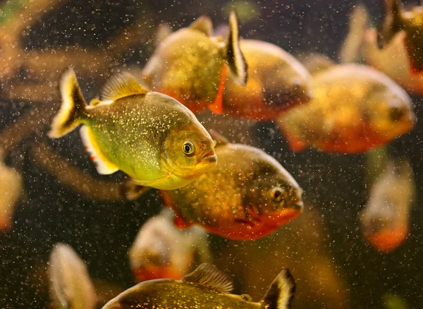 Piranha vermelha (Serrasalmus nattereri) nadando debaixo d 'água — Fotografia de Stock