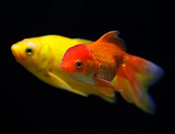 Poisson rouge (Carassius auratus auratus) nageant sous l'eau — Photo