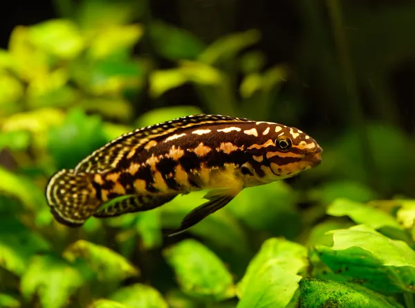 Lepidiolamprologus-Fische schwimmen unter Wasser — Stockfoto