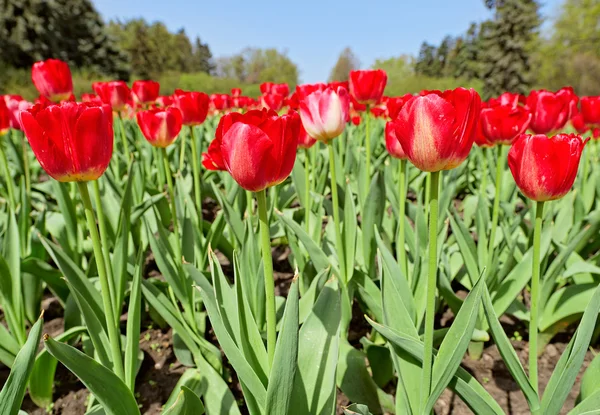 Muitas tulipas vermelhas no canteiro de flores — Fotografia de Stock