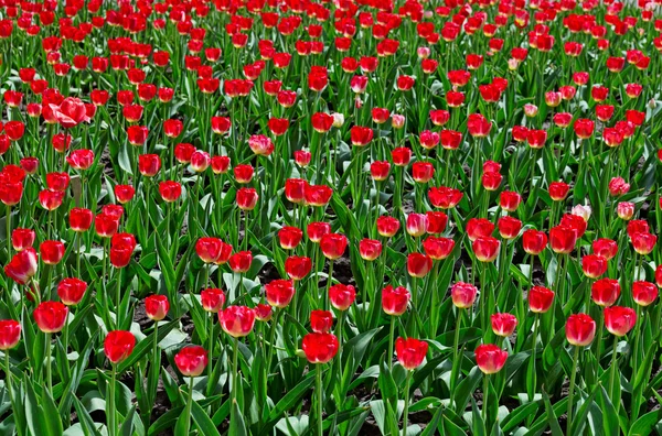 Sok piros tulipán virág ágyon — Stock Fotó