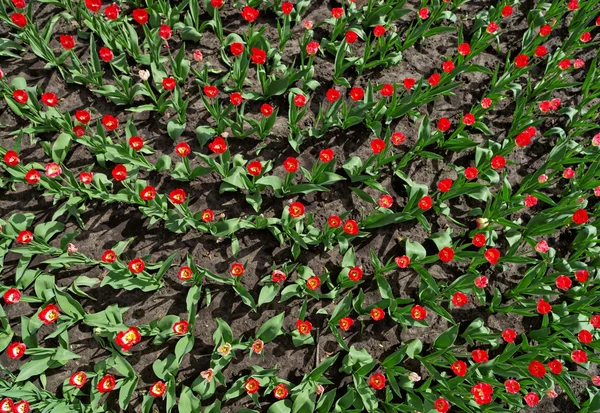 Wiele czerwone tulipany na kwiat łóżko, widok z góry — Zdjęcie stockowe