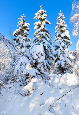 Kış ormanın derinliklerine tarafından sert kar k