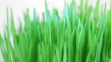 dönen yeni yeni yeşil çimen grup 3 x set