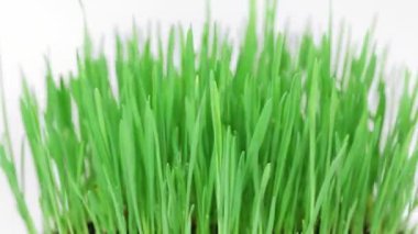 dönen taze yeni yeşil çim demet sığ derinliği alan beyaz.