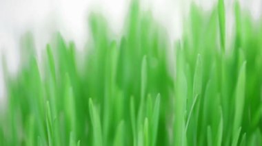 dönen taze yeni yeşil çim demet sığ derinliği alan beyaz.