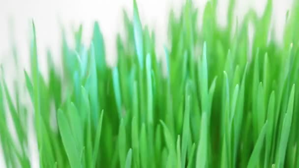Rotating fresh new green grass bunch with shallow depth of field on white. — Stock Video