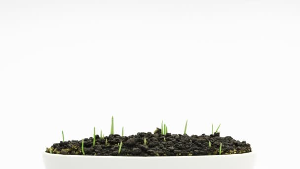 Accelerated growing of fresh new green grass — Stock Video