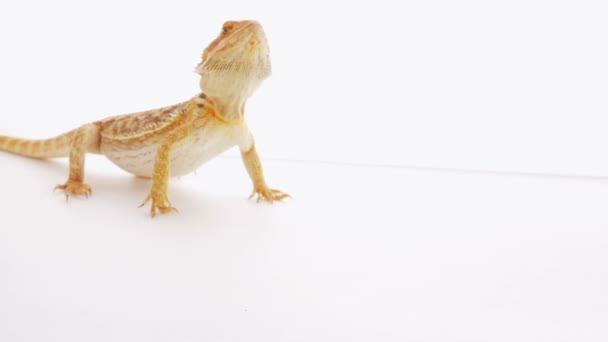 Dragão barbudo (lagarto agama) comendo verme zophobas — Vídeo de Stock