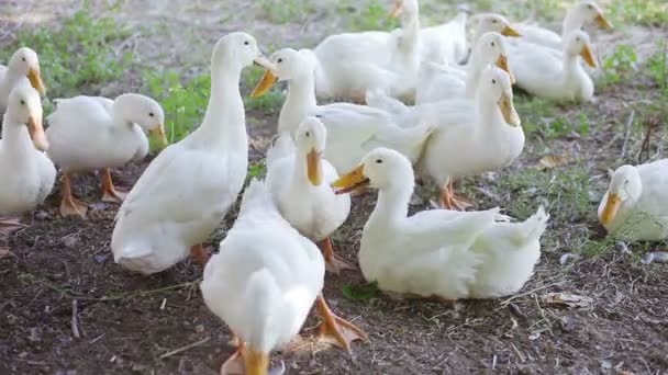 Bauernhof weiße Gänse füttern im Freien — Stockvideo