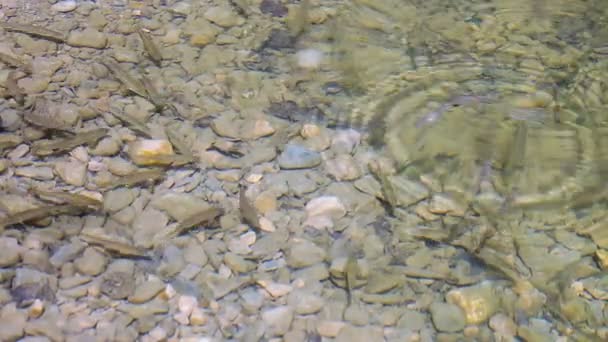 Shoal van kleine forel vissen voeden met ondiep water — Stockvideo