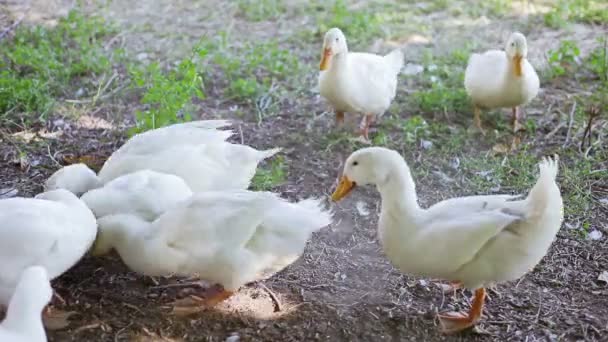 Farm white gooses feeding outdoor (with sound) — Stock Video