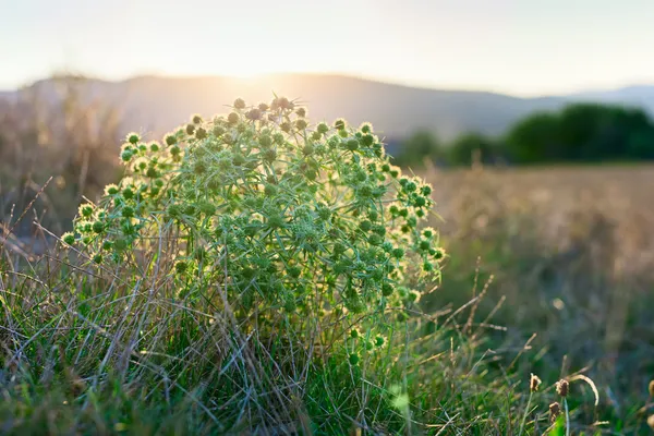 Eryngium campestre (fältet eryngo) blomma taggiga buske på sunset — Stockfoto