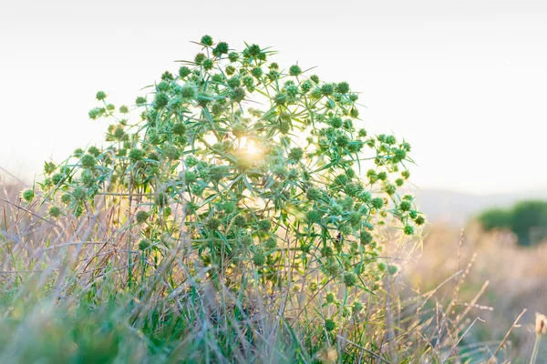 Eryngium campestre (fältet eryngo) blomma taggiga buske på sunset — Stockfoto