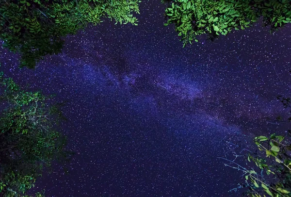 La galaxie de la Voie lactée dans un ciel étoilé nocturne couronné d'arbres — Photo