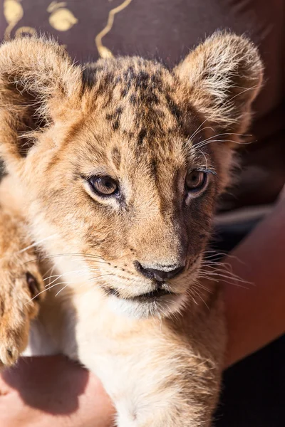 Bebé león animal primer plano cabeza retrato — Foto de Stock