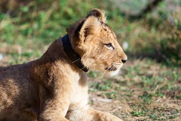 Bebé león animal primer plano cabeza retrato — Foto de Stock