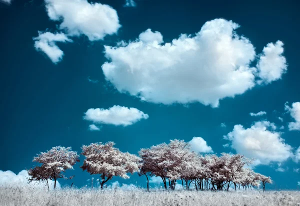 Bäume auf dem Hügel und Kumuluswolken, Infrarot-Landschaft — Stockfoto