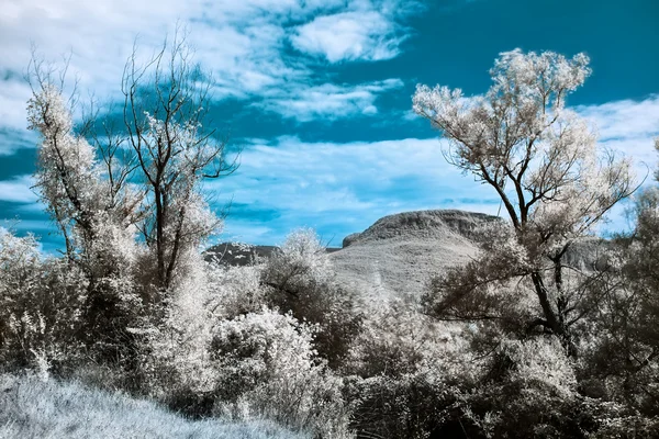 Infrared (IR) landscape with two trees and mountain — Stock Photo, Image