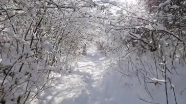 Kış ormanın yürüyüş karla kaplı çalılık