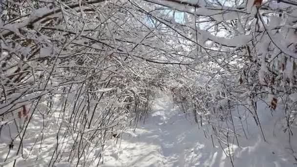 Floresta de inverno caminhar através de moitas cobertas de neve — Vídeo de Stock