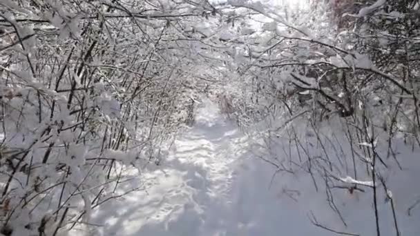 Floresta de inverno caminhar através de moitas cobertas de neve — Vídeo de Stock