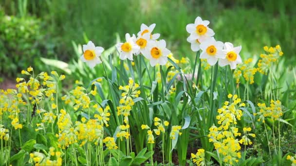 Narciso blanco y amarillo en lecho de flores de diseño paisajístico — Vídeo de stock