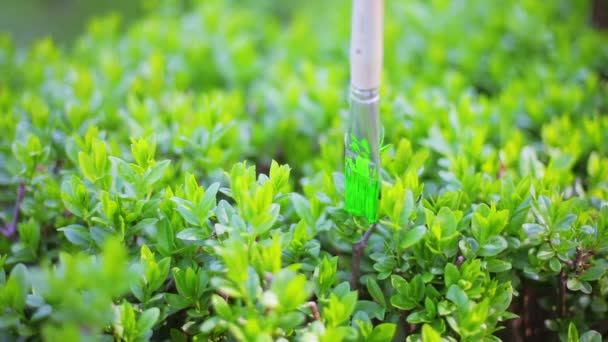 Pintura grama verde com escova, conceito engraçado ecológico — Vídeo de Stock