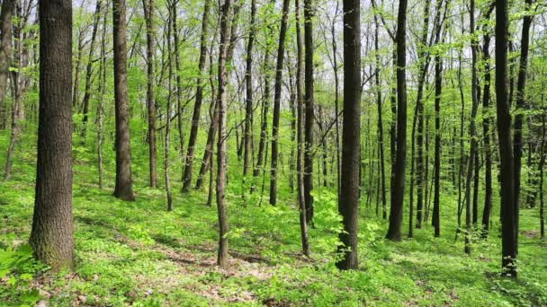 Profundidades de bosques caducifolios en el soleado día de primavera — Vídeos de Stock