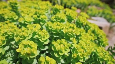 Atatürk çiçeği closeup ile sığ derinlik-in tarla, 2 kez vurdum.