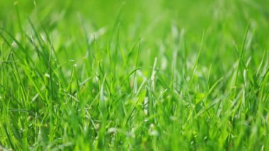 taze yeni yeşil çim çekim, makro görünümü kayar