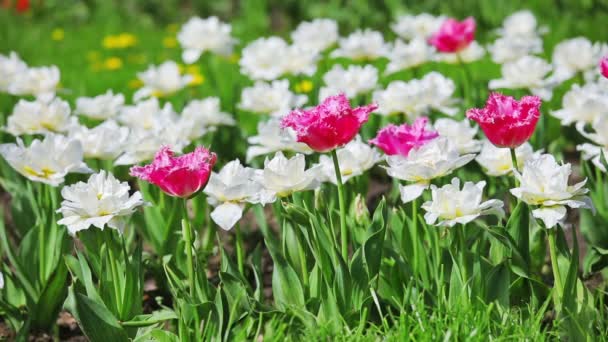 Розовые и белые тюльпаны на клумбе — стоковое видео