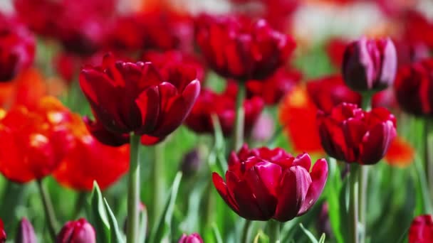 Red tulips on flower bed, closeup view — Stock Video