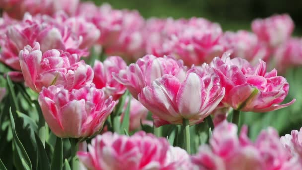 Roze inschrijving tulpen op bloem bed — Stockvideo