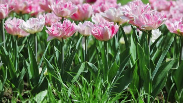 Tulipes roses tendres sur le lit de fleurs — Video