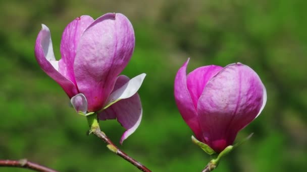 Pink abloom magnolia flower closeup shot with shallow depth of field, 2 views — Stock video