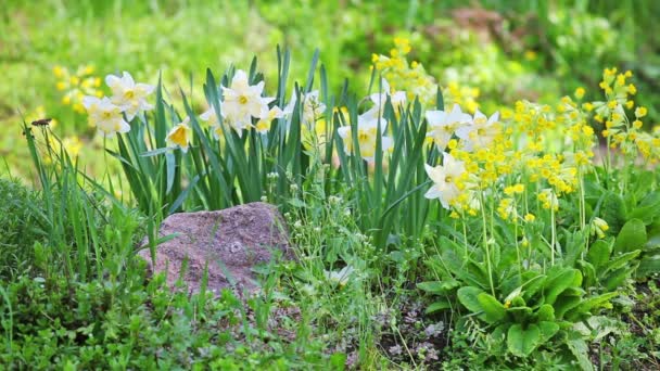 Narciso branco e amarelo no projeto paisagístico canteiro de flores — Vídeo de Stock