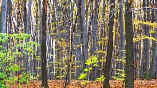 Otoño deciduo (hoja) profundidades del bosque, panorámica de vídeo — Vídeo de stock