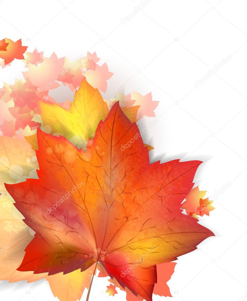 Autumn leafs on the white background