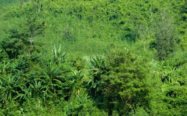 Asya'da yeşil tropikal orman