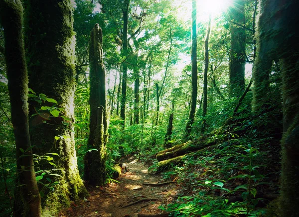 Tiefgrüner Wald mit bemoosten Wäldern lizenzfreie Stockbilder