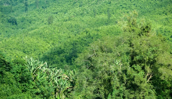 Green lush of tropical jungle forest in Laos Stock Picture