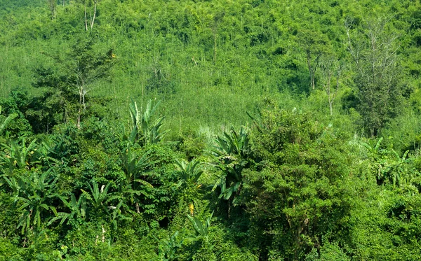 Plantes vertes dans la forêt tropicale du Laos rural . Images De Stock Libres De Droits