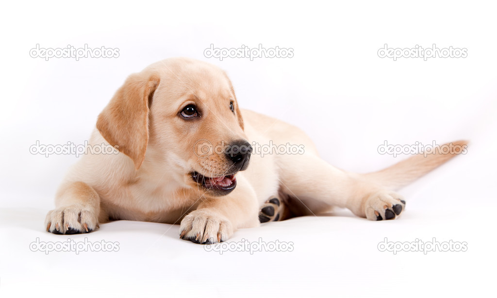 Puppy of the Labrador on a white background