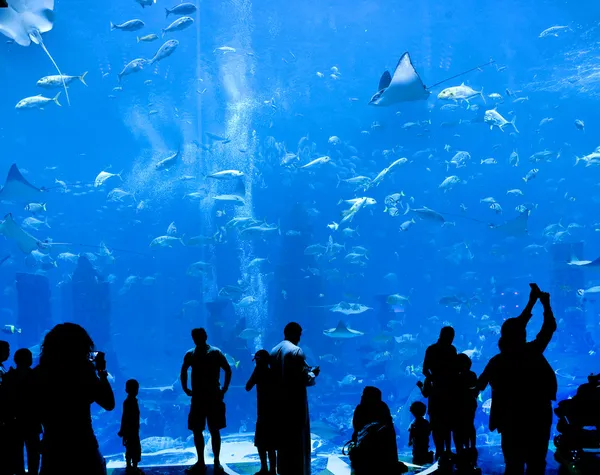 Siluety proti velké akvárium — Stock fotografie