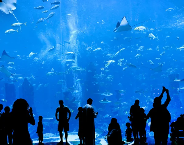 Siluetas de contra un gran acuario —  Fotos de Stock