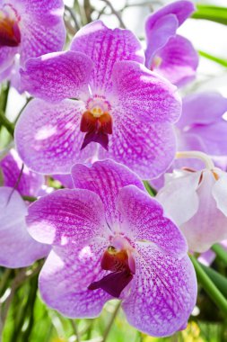 bahar bahçe çiçek orkide