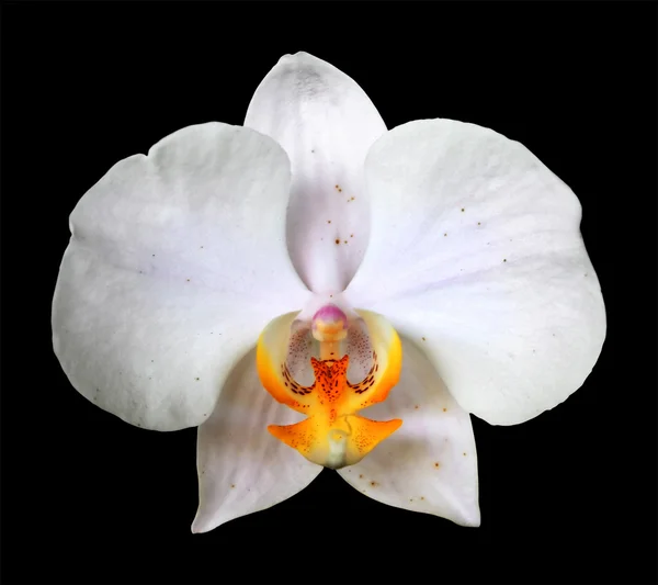 Blossoming orchids on black background — Stock Photo, Image