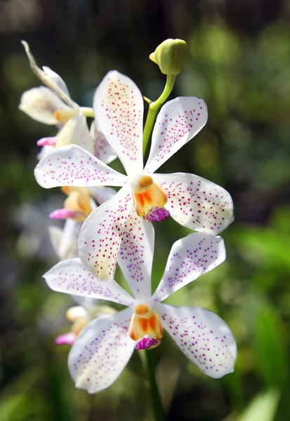 Blossoming orchids in a spring garden — Stock Photo, Image